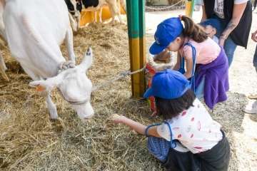 Más de 900 animales en la Feria de Ganado de Gran Canaria (Foto TA)